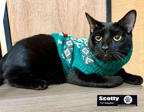 Photo 3 of Scotty