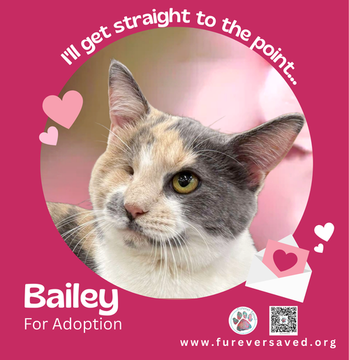 Bailey, Adult Domestic Short Hair (short coat), cat for adoption in Miami Beach, Florida