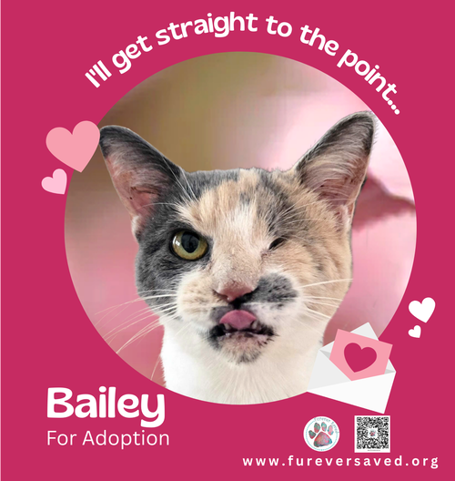 Photo 2 of Bailey