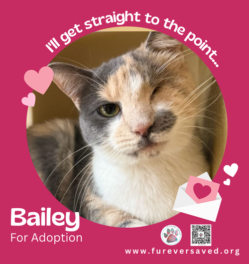 Photo 3 of Bailey