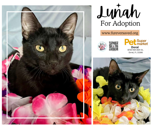 Lunah, Baby Domestic Short Hair (short coat), cat for adoption in Miami Beach, Florida