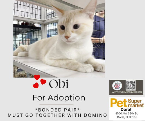 Photo 2 of Obi and Domino - ^^Bonded Pair^^