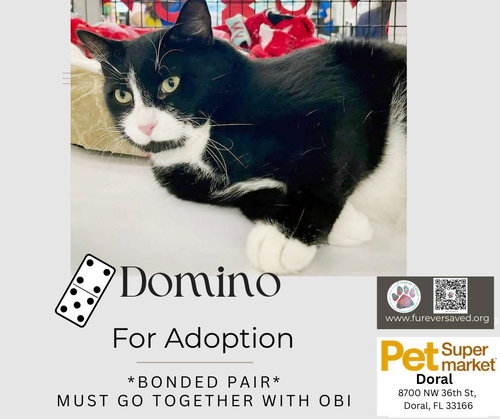 Photo 3 of Obi and Domino - ^^Bonded Pair^^