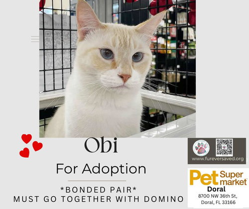 Photo 5 of Obi and Domino - ^^Bonded Pair^^