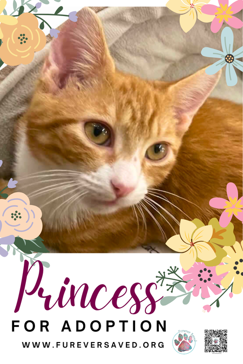 Photo 2 of Princess