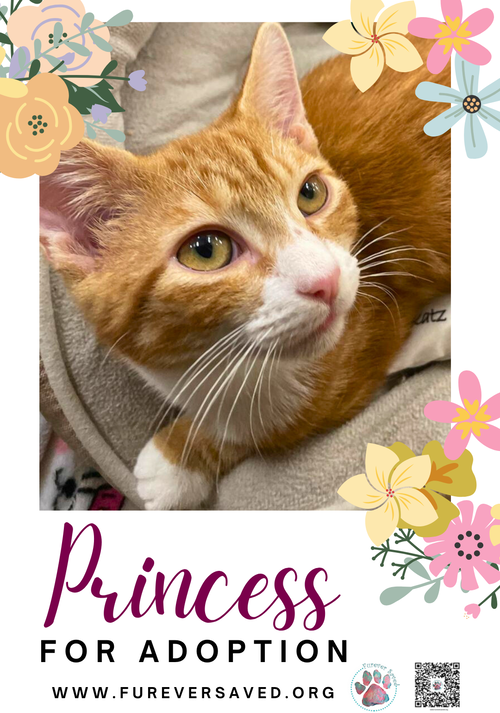 Photo 3 of Princess