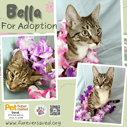 Bella, Baby Domestic Short Hair, cat for adoption in Miami Beach, Florida