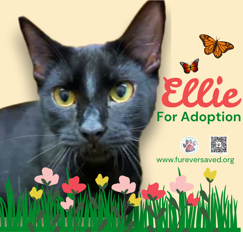 Ellie, Baby Domestic Short Hair (short coat), cat for adoption in Miami Beach, Florida