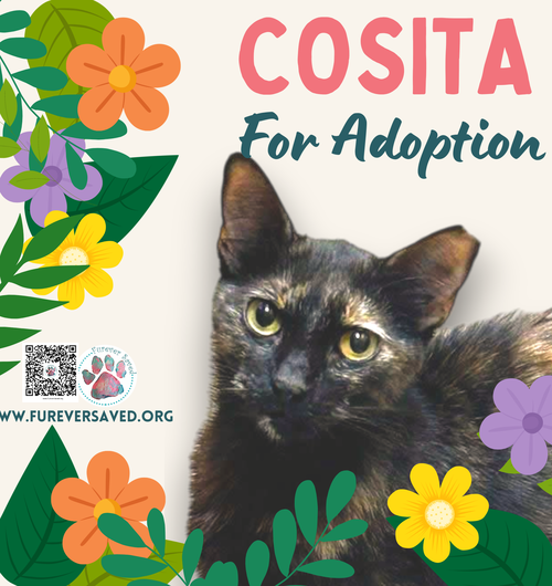 Cosita, Young Domestic Short Hair (short coat), cat for adoption in Miami Beach, Florida