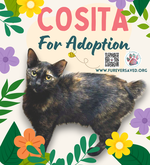 Photo 2 of Cosita