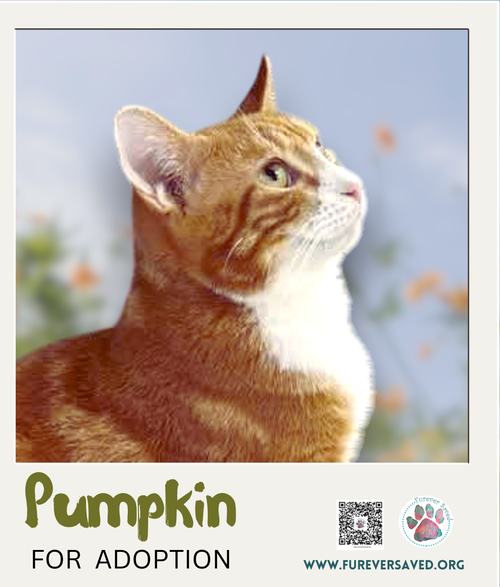 Pumpkin, an adoptable Domestic Short Hair in Miami, FL