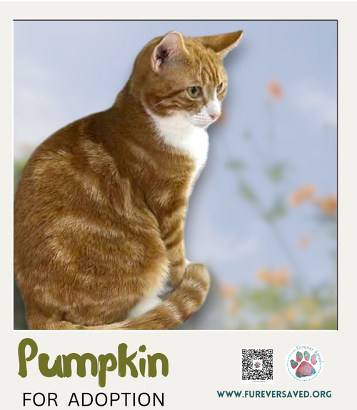 Photo 2 of Pumpkin