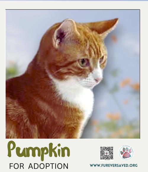 Photo 3 of Pumpkin