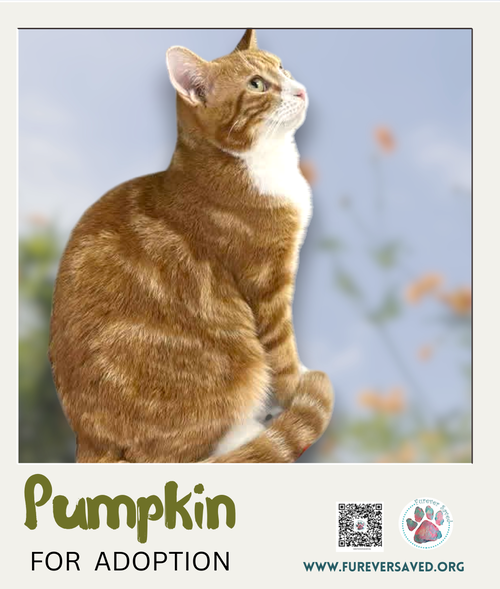 Photo 4 of Pumpkin