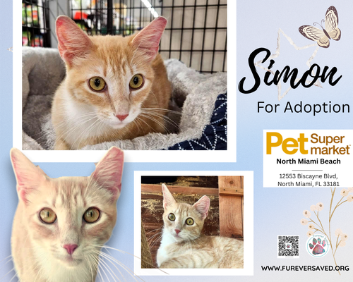 Simon, an adoptable Domestic Short Hair in Miami, FL