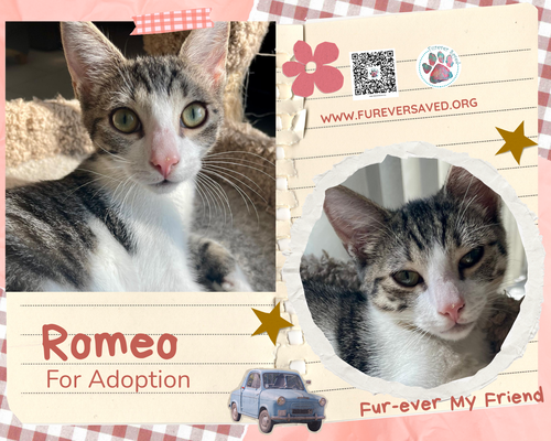 Romeo, an adoptable Domestic Short Hair in Miami, FL