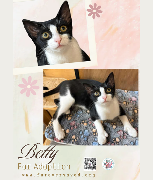 Betty, an adoptable Domestic Short Hair in Miami, FL