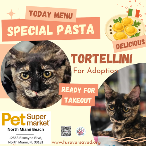 Tortellini, an adoptable Domestic Short Hair in Miami, FL