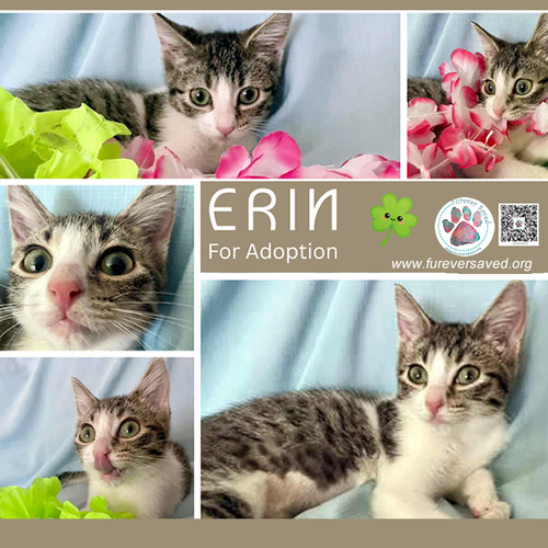 Erin, Baby Domestic Short Hair (short coat), cat for adoption in Miami Beach, Florida