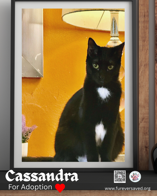 Cassandra, Young Domestic Short Hair (short coat), cat for adoption in Miami Beach, Florida