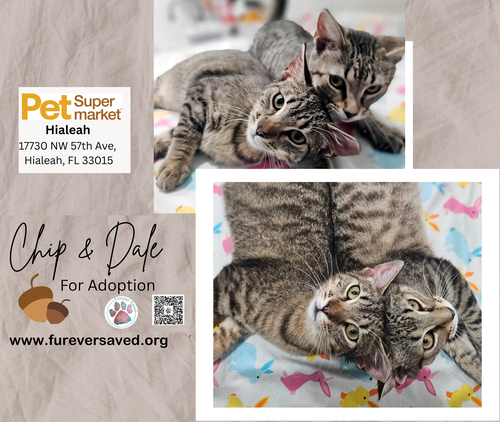 Chip and Dale, Baby Domestic Short Hair (short coat), cat for adoption in Miami Beach, Florida