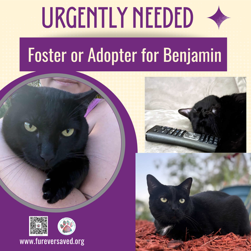 Benjamin, Adult Domestic Short Hair (short coat), cat for adoption in Miami Beach, Florida