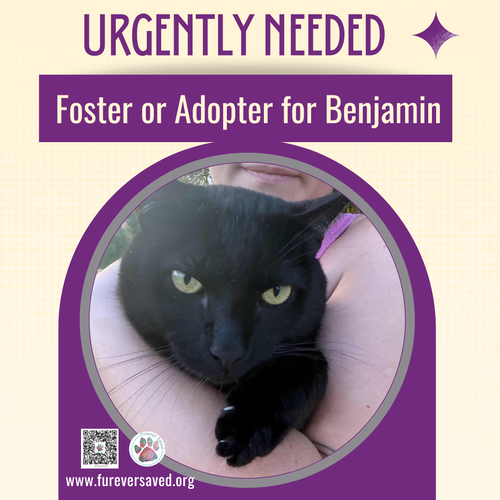 Photo 2 of Benjamin