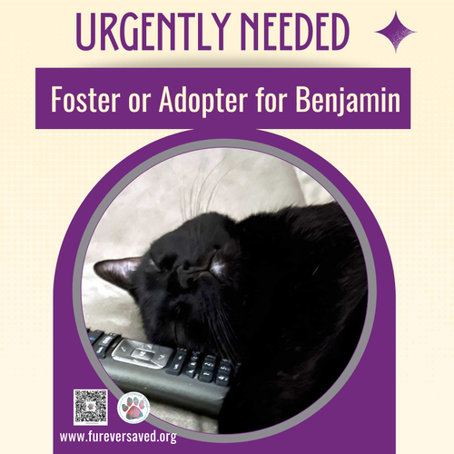 Photo 4 of Benjamin