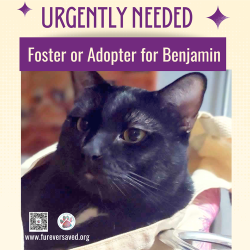 Photo 5 of Benjamin