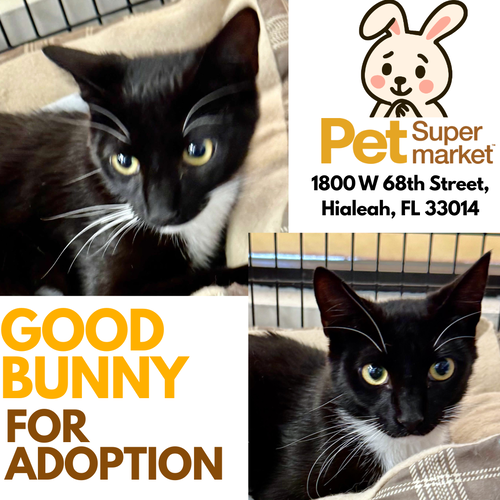 Good Bunny, Baby Domestic Short Hair (short coat), cat for adoption in Miami Beach, Florida