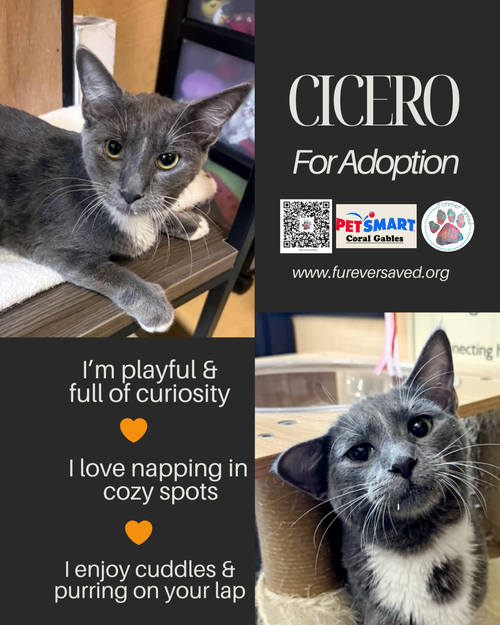 Cicero, Baby Domestic Short Hair (short coat), cat for adoption in Miami Beach, Florida