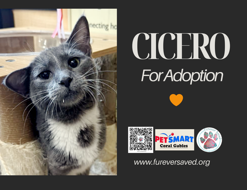 Photo 2 of Cicero