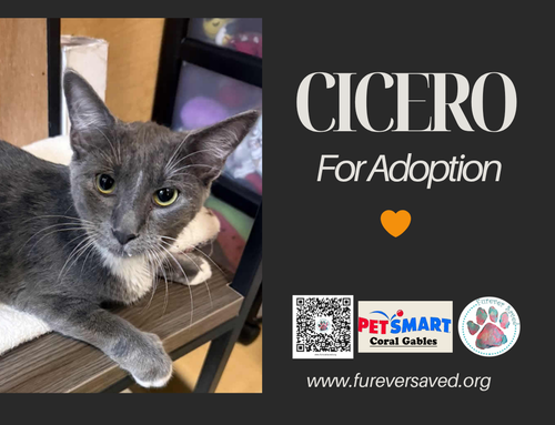 Photo 3 of Cicero