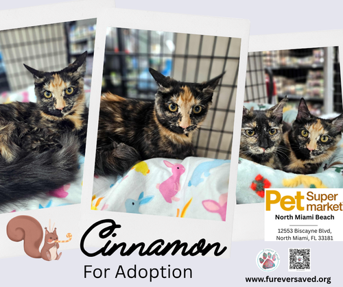 Cinnamon, Baby Domestic Medium Hair (medium coat), cat for adoption in Miami Beach, Florida