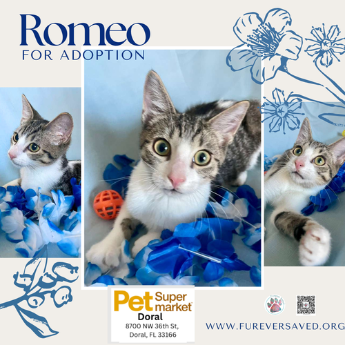 Romeo, Baby Domestic Short Hair (short coat), cat for adoption in Miami Beach, Florida