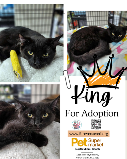 King, an adoptable Domestic Medium Hair in Miami, FL