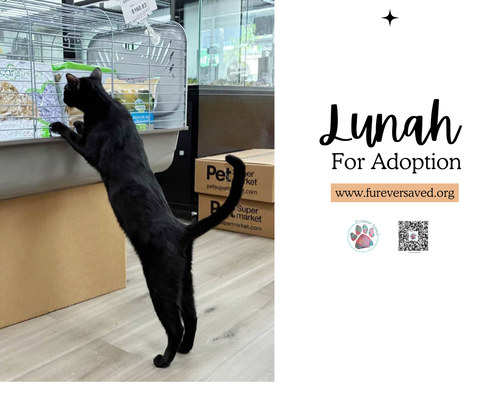 Lunah photo 3