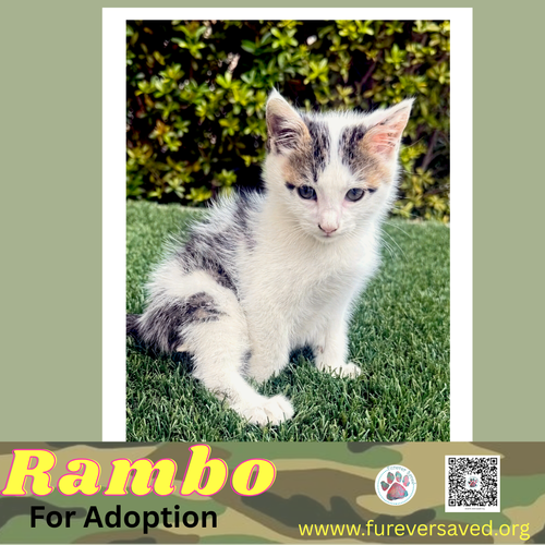 Rambo photo 2