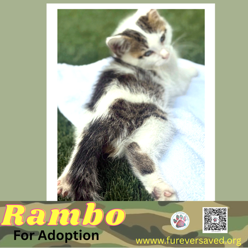 Rambo photo 3