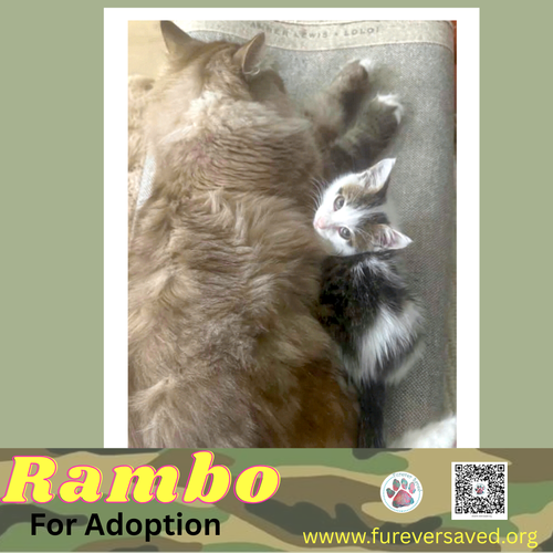 Rambo photo 4