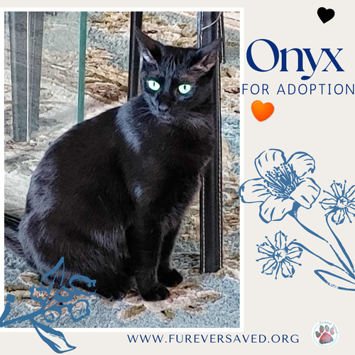 Onyx photo 2