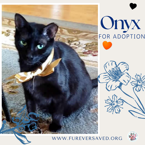 Onyx photo 3