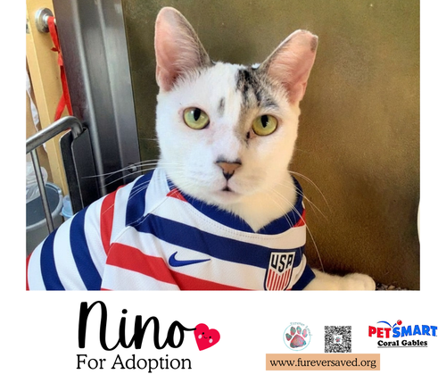 Nino photo 3
