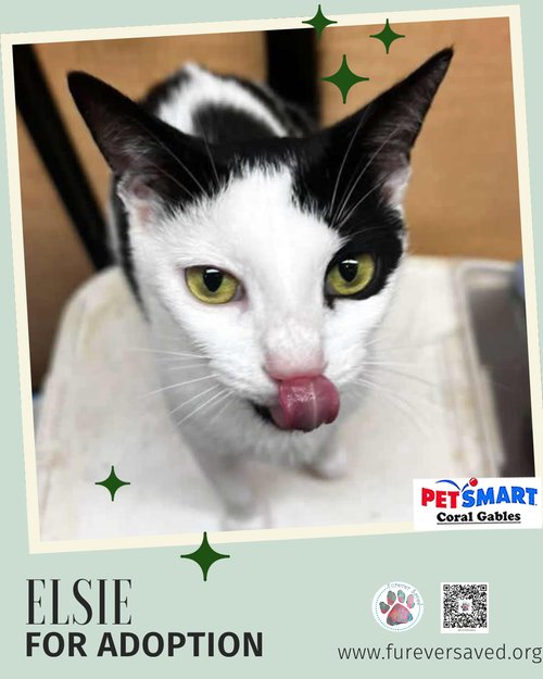 Elsie photo 2