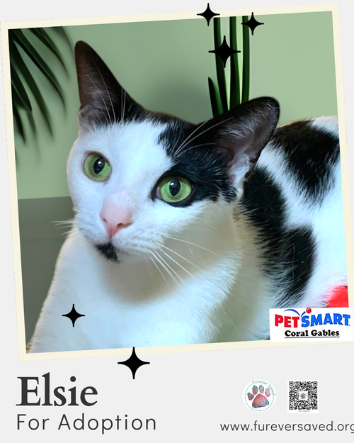 Elsie photo 3