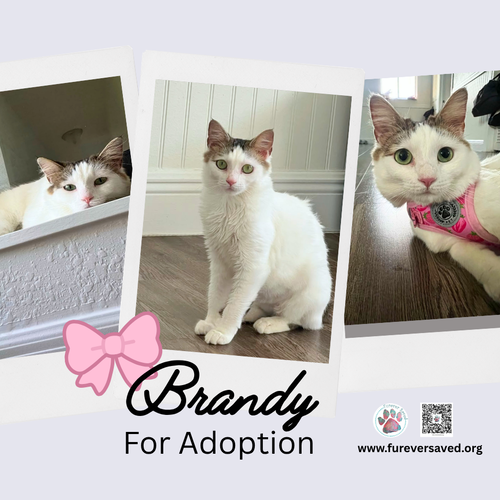 Brandy