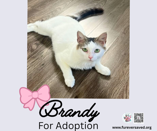 Brandy photo 2