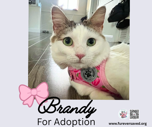 Brandy photo 3