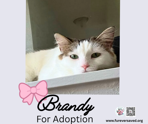Brandy photo 4
