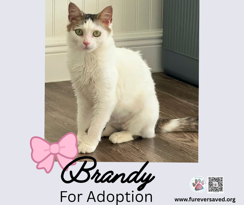 Brandy photo 5